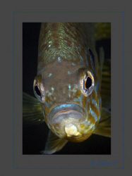 Introduced in Swiss lakes, a curious Pumpkinseed by Sven Tramaux 